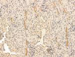 Chordin Antibody in Immunohistochemistry (Paraffin) (IHC (P))