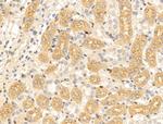 Chordin Antibody in Immunohistochemistry (Paraffin) (IHC (P))