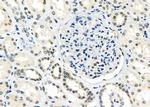 CHRM4 Antibody in Immunohistochemistry (Paraffin) (IHC (P))