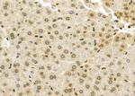 CHRM4 Antibody in Immunohistochemistry (Paraffin) (IHC (P))