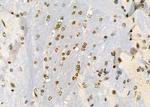 CHRM4 Antibody in Immunohistochemistry (Paraffin) (IHC (P))