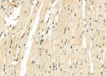 CHRM4 Antibody in Immunohistochemistry (Paraffin) (IHC (P))