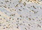 CHRM4 Antibody in Immunohistochemistry (Paraffin) (IHC (P))