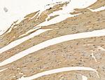 Citrate Synthase Antibody in Immunohistochemistry (Paraffin) (IHC (P))