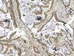 Citrate Synthase Antibody in Immunohistochemistry (Paraffin) (IHC (P))