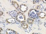 CLCN2 Antibody in Immunohistochemistry (Paraffin) (IHC (P))