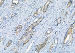 CLPP Antibody in Immunohistochemistry (Paraffin) (IHC (P))