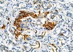 CLPP Antibody in Immunohistochemistry (Paraffin) (IHC (P))