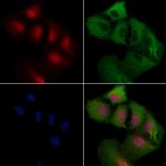 COPS2 Antibody in Immunocytochemistry (ICC/IF)