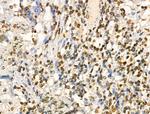 COPS2 Antibody in Immunohistochemistry (Paraffin) (IHC (P))