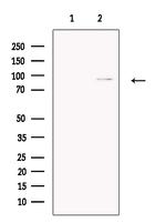 CPEB4 Antibody in Western Blot (WB)