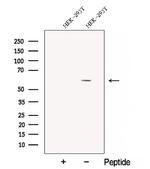 CPNE1 Antibody in Western Blot (WB)