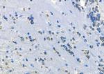 CYP46A1 Antibody in Immunohistochemistry (Paraffin) (IHC (P))