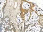 DYNC1I1 Antibody in Immunohistochemistry (Paraffin) (IHC (P))