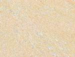 DYNC1I1 Antibody in Immunohistochemistry (Paraffin) (IHC (P))