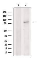 DYNC1I1 Antibody in Western Blot (WB)