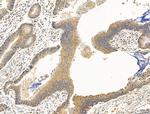 DBT Antibody in Immunohistochemistry (Paraffin) (IHC (P))