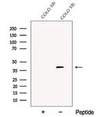 DDAH2 Antibody in Western Blot (WB)