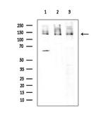 DDB1 Antibody in Western Blot (WB)