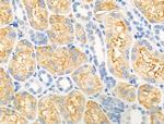 DGAT1 Antibody in Immunohistochemistry (Paraffin) (IHC (P))