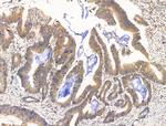 DHH Antibody in Immunohistochemistry (Paraffin) (IHC (P))