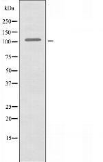 DNA Ligase IV Antibody in Western Blot (WB)