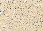 HDJ2 Antibody in Immunohistochemistry (Paraffin) (IHC (P))