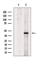 HDJ2 Antibody in Western Blot (WB)