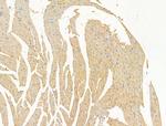 DPP9 Antibody in Immunohistochemistry (Paraffin) (IHC (P))