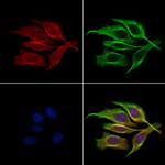 DRD3 Antibody in Immunocytochemistry (ICC/IF)