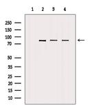 DVL3 Antibody in Western Blot (WB)