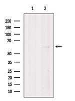 EBF2 Antibody in Western Blot (WB)