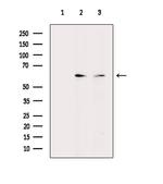 EBF2 Antibody in Western Blot (WB)