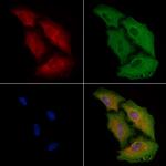 EEF1B2 Antibody in Immunocytochemistry (ICC/IF)