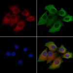 HRI Antibody in Immunocytochemistry (ICC/IF)