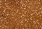 eIF4A3 Antibody in Immunohistochemistry (Paraffin) (IHC (P))