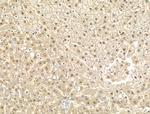 EIF4ENIF1 Antibody in Immunohistochemistry (Paraffin) (IHC (P))