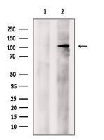 EIF4ENIF1 Antibody in Western Blot (WB)