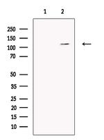 EIF4ENIF1 Antibody in Western Blot (WB)