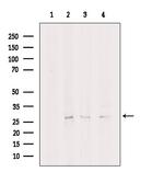 eIF4H Antibody in Western Blot (WB)