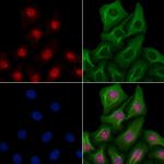 ELOA Antibody in Immunocytochemistry (ICC/IF)