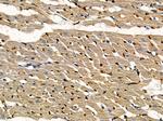 ELOA Antibody in Immunohistochemistry (Paraffin) (IHC (P))