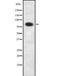 ELOA Antibody in Western Blot (WB)