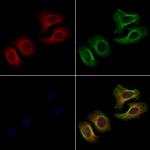 EPHA3 Antibody in Immunocytochemistry (ICC/IF)