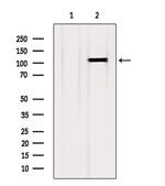 EphB2 Antibody in Western Blot (WB)