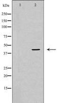 ERK2 Antibody in Western Blot (WB)