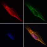 Flotillin 2 Antibody in Immunocytochemistry (ICC/IF)