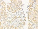 Flotillin 2 Antibody in Immunohistochemistry (Paraffin) (IHC (P))