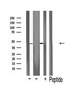 Flotillin 2 Antibody in Western Blot (WB)