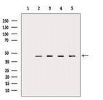 Flotillin 2 Antibody in Western Blot (WB)